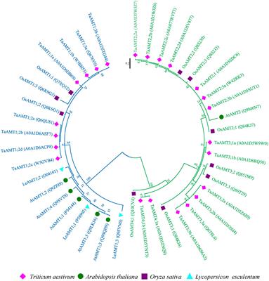 Wheat Ammonium Transporter (AMT) Gene Family: Diversity and Possible Role in Host–Pathogen Interaction with Stem Rust
